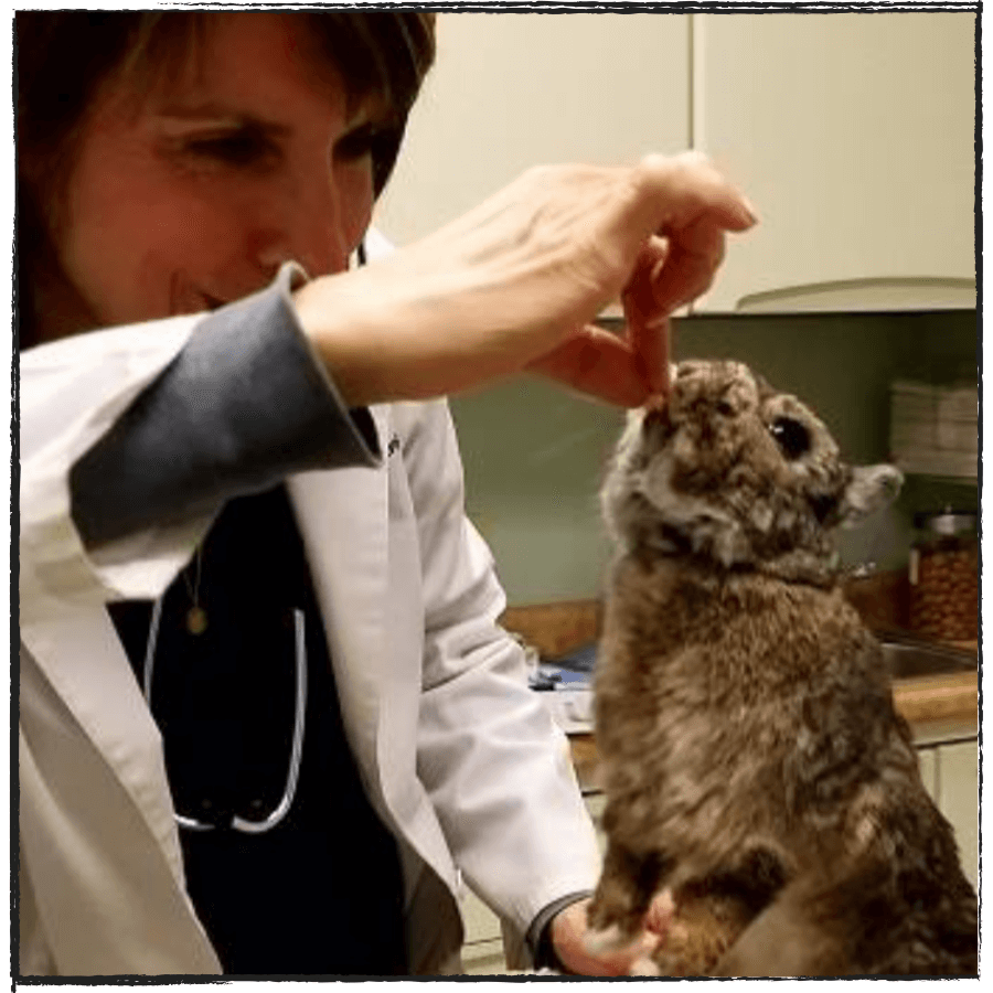 doctor seeing a puppy