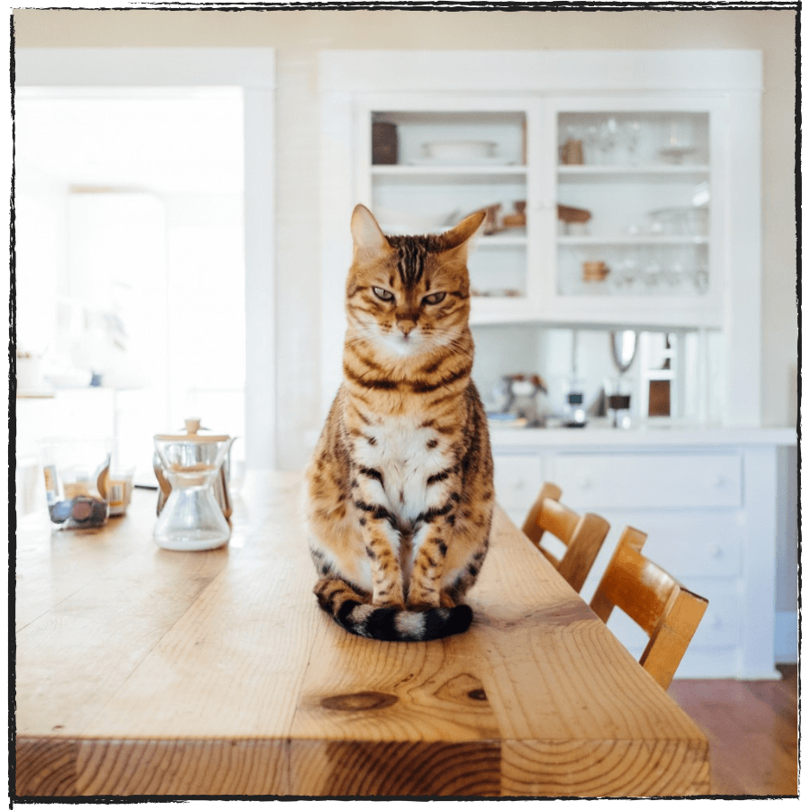 cat sitting on the dining table
