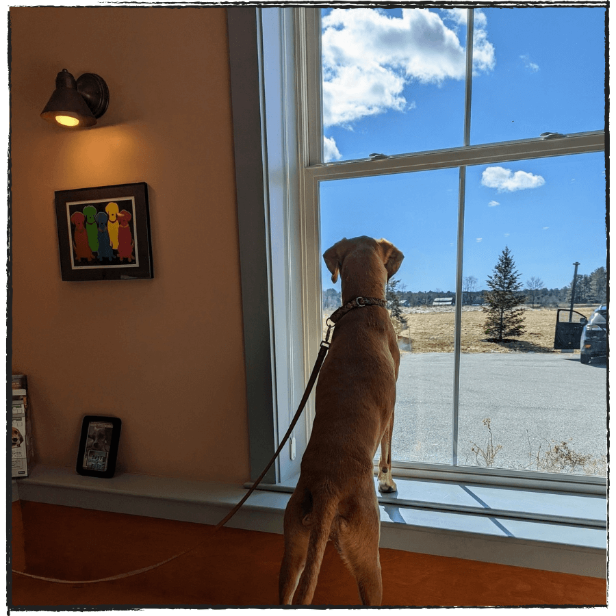 dog looking through the window